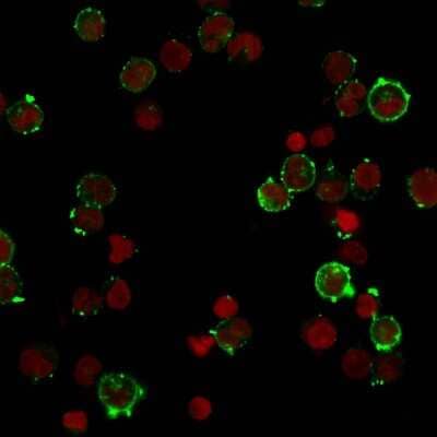 Immunocytochemistry/Immunofluorescence: HLA DQ Antibody (HLA-DQA1/2866R) - Azide and BSA Free [NBP3-08747] - Immunofluorescent staining of Raji cells. HLA DQ Rabbit Recombinant Monoclonal (HLA DQA1/2866R) followed by goat anti-rabbit IgG-CF488 (Green). The nuclear counterstain is RedDot (Red).