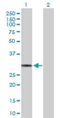 Western Blot: HLA DQ Antibody [H00003117-D01P] - Analysis of HLA-DQA1 expression in transfected 293T cell line by HLA-DQA1 polyclonal antibody.Lane 1: HLA-DQA1 transfected lysate(28.00 KDa).Lane 2: Non-transfected lysate.