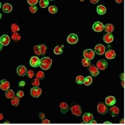 Immunocytochemistry/Immunofluorescence: HLA DQ/DR/DP Antibody (rHLA-Pan/3475) - Azide and BSA Free [NBP3-08644] - Immunofluorescence Analysis of Human Raji cells with HLA DQ/DR/DP Mouse Recombinant Monoclonal Antibody (rHLA DQ/DR/DP/3475) followed by goat anti- Mouse IgG-CF488 (Green). The nuclear counterstain is RedDot (Red).