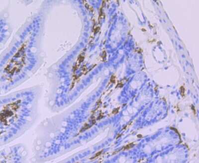Immunohistochemistry-Paraffin: HLA DQA1 Antibody (JU17-34) [NBP2-75525] - Analysis of paraffin-embedded mouse colon tissue using anti-HLA-DQA1 antibody. Counter stained with hematoxylin.