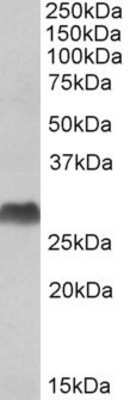 Western Blot HLA DQA2 Antibody