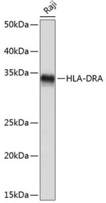 Western Blot: HLA-DR Antibody (4Y9Y8) [NBP3-15337] - Analysis of extracts of Raji cells, using HLA-DR Rabbit mAb (NBP3-15337) at 1:1000 dilution. Secondary antibody: HRP Goat Anti-Rabbit IgG (H+L) at 1:10000 dilution. Lysates/proteins: 25ug per lane. Blocking buffer: 3% nonfat dry milk in TBST. Detection: ECL Basic Kit. Exposure time: 1s.