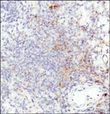 Immunohistochemistry: HLA-DR Antibody (L243) - Azide and BSA Free [NBP2-80773] - Staining of HLA-DR in human spleen using DAB with hematoxylin counterstain. Image from the standard format of this antibody.