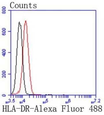 Flow Cytometry: HLA DR/DP Antibody (SC06-78) [NBP2-67610] - Analysis of Jurkat cells with HLA-DR antibody at 1/50 dilution (red) compared with an unlabelled control (cells without incubation with primary antibody; black). Alexa Fluor 488-conjugated goat anti rabbit IgG was used as the secondary antibody.