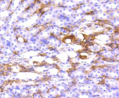 Immunohistochemistry-Paraffin: HLA DR/DP Antibody (SC06-78) [NBP2-67610] - Analysis of paraffin-embedded mouse kidney tissue using anti-HLA-DR antibody. Counter stained with hematoxylin.