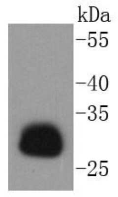 Western Blot: HLA DR/DP Antibody (SC06-78) [NBP2-67610] - Analysis of HLA-DR on Daudi cells lysates using anti-HLA-DR antibody at 1/1,000 dilution.