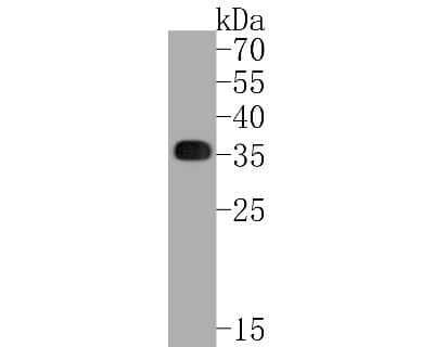 Western Blot: HLA DR/DP Antibody (SC06-78) [NBP2-67610] - Western blot analysis of HLA DR/DP on Daudi cell lysates. Proteins were transferred to a PVDF membrane and blocked with 5% BSA in PBS for 1 hour at room temperature. The primary antibody (1/500) was used in 5% BSA at room temperature for 2 hours. Goat Ant