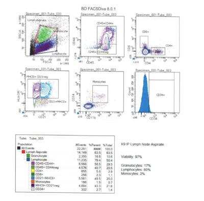 Flow Cytometry: HLA DRA Antibody (169-1B5.2) [Allophycocyanin] [NBP2-47722APC] - Canine whole blood cells, image courtesy of customer. 