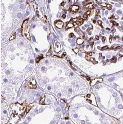 Immunohistochemistry-Paraffin: HLA DRA Antibody [NBP2-38691] - Staining of human kidney using Anti-HLA-DRA antibody.