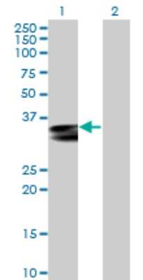 Western Blot: HLA DRA Antibody [H00003122-B01P] - Analysis of HLA-DRA expression in transfected 293T cell line by HLA-DRA polyclonal antibody.  Lane 1: HLA-DRA transfected lysate(28.05 KDa). Lane 2: Non-transfected lysate.