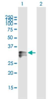 Western Blot: HLA DRA Antibody [H00003122-B02P] - Analysis of HLA-DRA expression in transfected 293T cell line by HLA-DRA polyclonal antibody.  Lane 1: HLA-DRA transfected lysate(27.94 KDa). Lane 2: Non-transfected lysate.