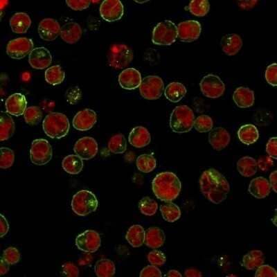 Immunocytochemistry/Immunofluorescence: HLA DRB1 Antibody (HLA-DRB/1067) - Azide and BSA Free [NBP2-47671] - Immunofluorescence Analysis of Raji cells labeling HLA-DR with HLA DRB1 Antibody (HLA-DRB/1067) conjugated with APC (Green). The nuclear counterstain is Red Dot (Red)