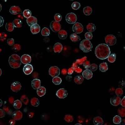 Immunocytochemistry/Immunofluorescence: HLA DRB1 Antibody (LN-3 + HLA-DRB/1067) - Azide and BSA Free [NBP2-47672] - Immunofluorescence Analysis of Raji cells labeling HLA-DR with HLA DRB1 Antibody (LN-3 + HLA-DRB/1067) conjugated with CF594 (Cyan).The nuclear counterstain is Red Dot (Red)