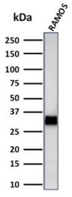 Western Blot: HLA DRB1 Antibody (LN-3 + HLA-DRB/1067) - Azide and BSA Free [NBP2-47672] - Western Blot Analysis of Ramos cell lysate using HLA DRB1 Antibody (LN-3 + HLA-DRB/1067).