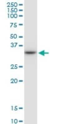 Western Blot: HLA DRB4 Antibody [H00003126-B01P] - Analysis of HLA-DRB4 expression in Jurkat.