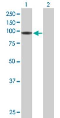 Western Blot: HLCS Antibody [H00003141-B01P] - Analysis of HLCS expression in transfected 293T cell line by HLCS polyclonal antibody.  Lane1:HLCS transfected lysate(79.86 KDa). Lane2:Non-transfected lysate.