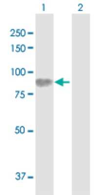 Western Blot: HLCS Antibody [H00003141-D01P] - Analysis of HLCS expression in transfected 293T cell line by HLCS polyclonal antibody.Lane 1: HLCS transfected lysate(80.80 KDa).Lane 2: Non-transfected lysate.