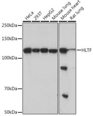 Western Blot: HLTF Antibody (8T0I2) [NBP3-16542] - Western blot analysis of extracts of various cell lines, using HLTF Rabbit mAb (NBP3-16542) at 1:1000 dilution. Secondary antibody: HRP Goat Anti-Rabbit IgG (H+L) at 1:10000 dilution. Lysates/proteins: 25ug per lane. Blocking buffer: 3% nonfat dry milk in TBST. Detection: ECL Basic Kit. Exposure time: 30s.