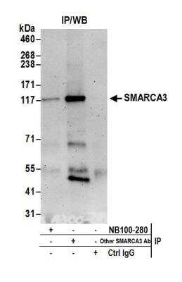 Immunoprecipitation: HLTF Antibody [NB100-280] - Detection of human SMARCA3 by western blot of immunoprecipitates. Samples: Whole cell lysate (0.5 or 1.0 mg per IP reaction; 20% of IP loaded) from HeLa cells prepared using NETN lysis buffer. Antibodies: Affinity purified rabbit anti-SMARCA3 antibody NB100-280 used for IP at 6 ug per reaction. SMARCA3 was also immunoprecipitated by another rabbit anti-SMARCA3 antibody. For blotting immunoprecipitated SMARCA3, NB100-280 was used at 1 ug/ml. Detection: Chemiluminescence with an exposure time of 3 minutes.