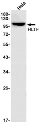 Western Blot: HLTF Antibody (S03-1E4) [NBP3-19653] - Western blot detection of HLTF in Hela cell lysates using NBP3-19653 (1:1000 diluted). Predicted band size: 114kDa. Observed band size: 114kDa.