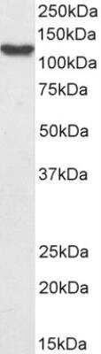 Western Blot HLTF Antibody