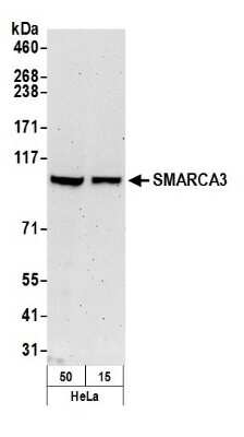 Western Blot: HLTF Antibody [NB100-280] - Detection of Human SMARCA3 by Western Blot. Samples: Whole cell lysate (50 ug) from HeLa cells prepared using NETN lysis buffer. Antibody: Affinity purified rabbit anti-SMARCA3 antibody NB100-280 used for WB at 0.1 ug/ml. Detection: Chemiluminescence with an exposure time of 3 minutes.