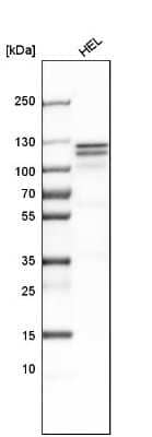 Western Blot: HLTF Antibody [NBP1-83256] - Analysis in human cell line HEL.