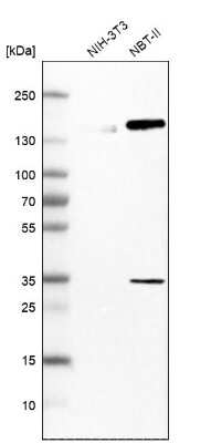 Western Blot: HLTF Antibody [NBP1-83256] - Analysis in mouse cell line NIH-3T3 and rat cell line NBT-II.