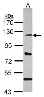 Western Blot HLTF Antibody - BSA Free