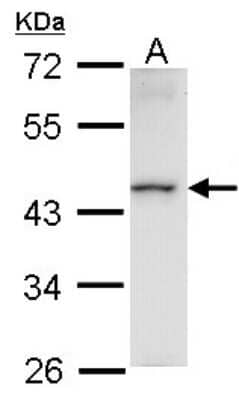 Western Blot HMBOX1 Antibody - BSA Free