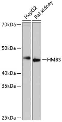 Western Blot: HMBS Antibody (9T8Z9) [NBP3-15407] - Western blot analysis of extracts of various cell lines, using HMBS Rabbit mAb (NBP3-15407) at 1:1000 dilution. Secondary antibody: HRP Goat Anti-Rabbit IgG (H+L) at 1:10000 dilution. Lysates/proteins: 25ug per lane. Blocking buffer: 3% nonfat dry milk in TBST. Detection: ECL Enhanced Kit. Exposure time: 3min.