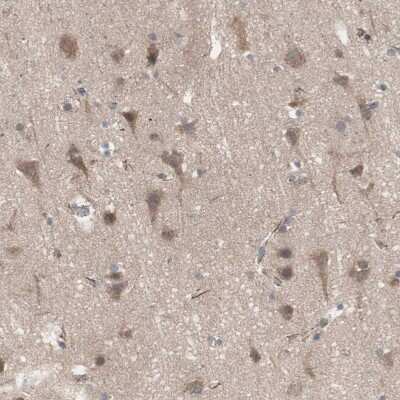 Immunohistochemistry-Paraffin: HMBS Antibody [NBP1-87329] - Staining of human cerebral cortex shows moderate cytoplasmic positivity in neurons.