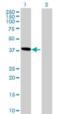 Western Blot: HMBS Antibody [H00003145-D01P] - Analysis of HMBS expression in transfected 293T cell line by HMBS polyclonal antibody.Lane 1: HMBS transfected lysate(39.30 KDa).Lane 2: Non-transfected lysate.