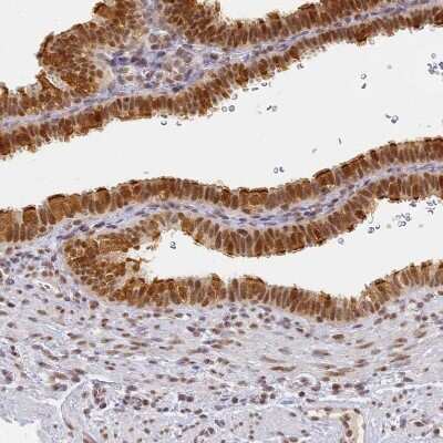 Immunohistochemistry-Paraffin: HMCES Antibody [NBP2-14410] - Staining of human Fallopian tube shows strong nuclear positivity in glandular cells.