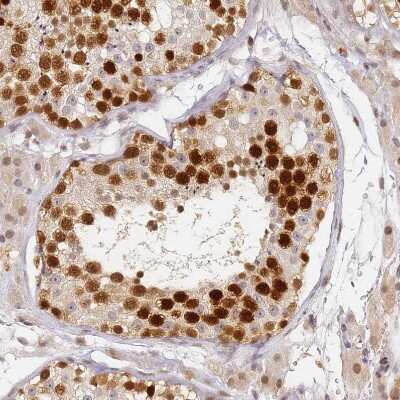 Immunohistochemistry-Paraffin: HMCES Antibody [NBP2-14410] - Staining of human testis shows strong nuclear positivity in cells in seminiferous ducts.
