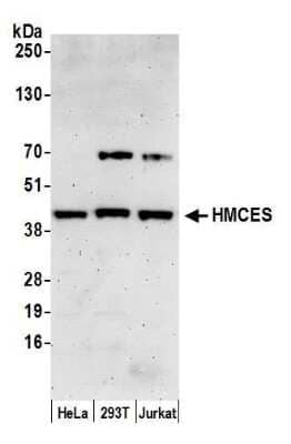 Western Blot: HMCES Antibody [NBP2-60700] - Detection of human C3orf37 (HMCES) by western blot. Samples: Whole cell lysate (15 ug) from HeLa, 293T, and Jurkat cells prepared using NETN lysis buffer. Antibody used for WB at 1:1000. Detection: Chemiluminescence with an exposure time of 3 minutes.