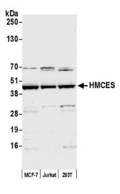 Western Blot: HMCES Antibody [NBP2-60700] - Detection of human HMCES by western blot. Samples: Whole cell lysate (50 ug) from MCF-7, Jurkat, and HEK293T cells prepared using NETN lysis buffer. Antibody: Affinity purified Rabbit anti-HMCES antibody NBP2-60700 used for WB at 1:1000. Detection: Chemiluminescence with an exposure time of 30 seconds.