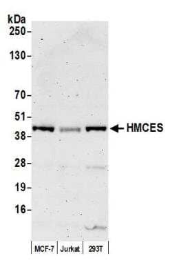 Western Blot: HMCES Antibody [NBP2-76818] - Detection of human HMCES by western blot of immunoprecipitates. Samples: Whole cell lysate (1.0 mg per IP reaction; 20% of IP loaded) from MCF7 cells prepared using NETN lysis buffer. Antibodies: Affinity purified Rabbit anti-HMCES antibody NBP2-76818 used for IP at 40 ul per reaction. For blotting immunoprecipitated HMCES, NBP2-76818 was used at 1:100. Detection: Chemiluminescence with an exposure time time of 3 seconds.