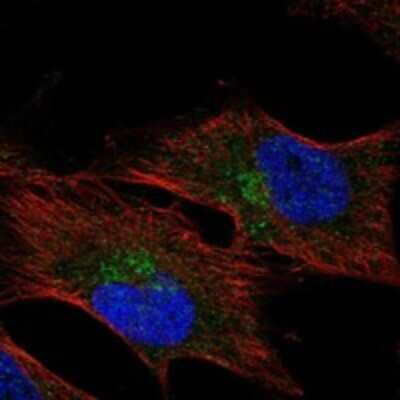 Immunocytochemistry/ Immunofluorescence HMCN1 Antibody - BSA Free