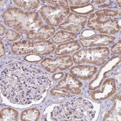 Immunohistochemistry-Paraffin: HMCN1 Antibody [NBP2-30604] - Staining of human kidney shows moderate cytoplasmic positivity in cells in tubules.