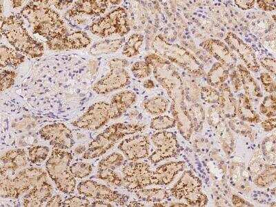 Immunohistochemistry-Paraffin: HMCN1 Antibody [NBP3-06583] - Staining of human HMCN1 in human kidney with rabbit polyclonal antibody at 1:100 dilution.