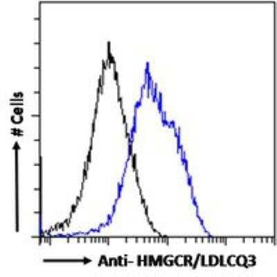 Flow Cytometry: HMG-CoA Reductase/HMGCR Antibody [NBP3-05292] - Flow cytometric analysis of paraformaldehyde fixed A549 cells (blue line), permeabilized with 0.5% Triton. Primary incubation 1hr (10 ug/mL) followed by Alexa Fluor 488 secondary antibody (1 ug/mL). IgG control: Unimmunized goat IgG (black line) followed by Alexa Fluor 488 secondary antibody.