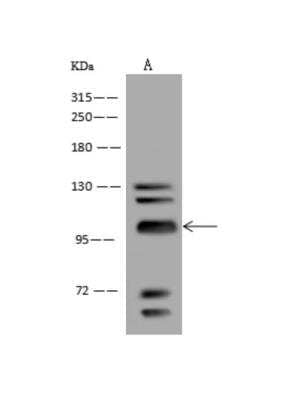 Western Blot: HMG-CoA Reductase/HMGCR Antibody [NBP3-06328] - Anti-HMGCR rabbit polyclonal antibody at 1:500 dilutionLane A: HeLa Whole Cell LysateLysates/proteins at 30 ug per lane.SecondaryGoat Anti-Rabbit IgG (H+L) HRP at 110000 dilution.Developed using the ECL technique.Performed under reducing conditions.Predicted band size:97 kDaObserved band size:97 kDa