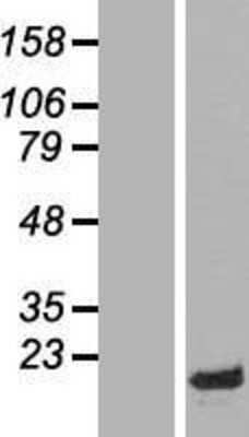 Western Blot HMGN1/HMG14 Overexpression Lysate