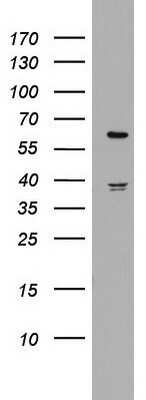 Western Blot: HMG2L1 Antibody (OTI1H10) - Azide and BSA Free [NBP2-71538] - Analysis of HT29 cell lysate (35ug).