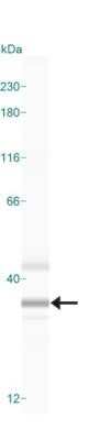 Simple Western: HMGB1/HMG-1 Antibody (19N10B7) - Azide Free [NBP2-27395] - Simple Western lane view shows a specific band for HMGB1 in 1.0 mg/ml of HeLa lysate. This experiment was performed under reducing conditions using the 12-230kDa separation system.