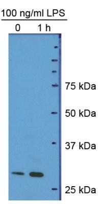Western Blot: HMGB1/HMG-1 Antibody (19N10B7) - Azide Free [NBP2-27395] - Hepatocyte protein lysate at 1:1000 4C overnight. Image from verified customer review.