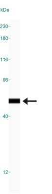 Simple Western: HMGB1/HMG-1 Antibody (19N12A1) - Azide and BSA Free [NBP2-80774] - Image shows a specific band for HMGB1 in 1.0 mg/mL of HeLa lysate. This experiment was performed under reducing conditions using the 12-230 kDa separation system. Image from the standard format of this antibody.