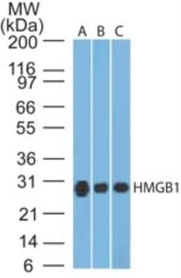 Western Blot: HMGB1/HMG-1 Antibody (19N12A1) [NBP2-27400] - Analysis using HMGB1 antibody. A) Full-length human HMGB1 protein, B) human HeLa cell lysate and C) mouse NIH 3T3 cell lysate were probed with HMGB1 antibody at 2 ug/mL. Goat anti-mouse Ig HRP secondary antibody and PicoTect ECL substrate solution were used for this test.