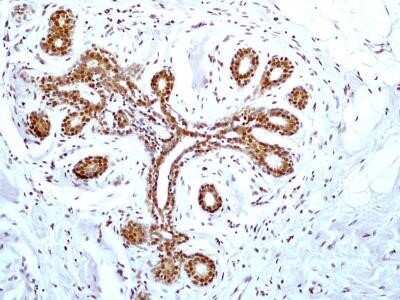 Immunohistochemistry: HMGB1/HMG-1 Antibody (19N15F4) - Azide and BSA Free [NBP2-80775] - Analysis of HMGB1 protein in a section of human breast normal tissue using HMGB1 antibody (clone 19N15F4) at a concentration of 5 ug/ml. The ductal /acinar epithelial cells in the breast tissue section depicted strong nuclear expression with some cytoplas